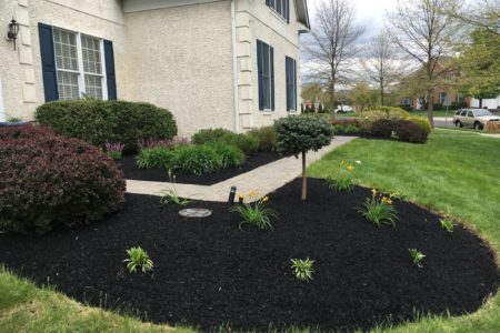 New Plants and Tree